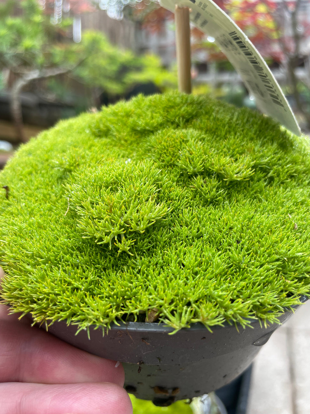 Scleranthus Biflorus