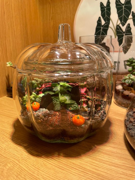Pumpkin Terrarium