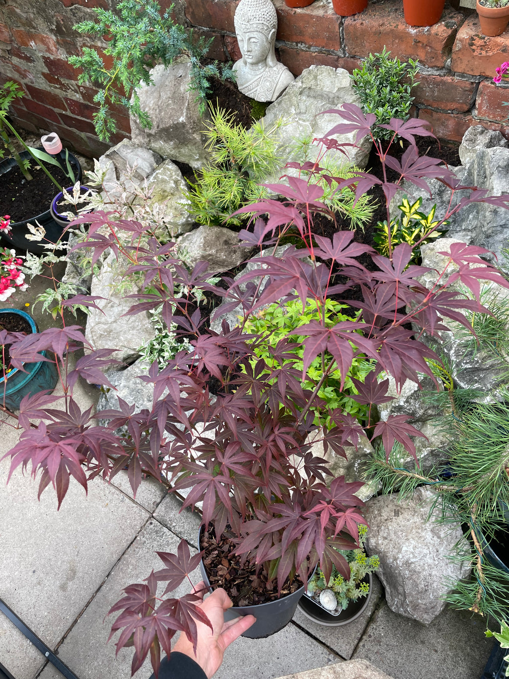 Acer Palmatum Atropurpureum