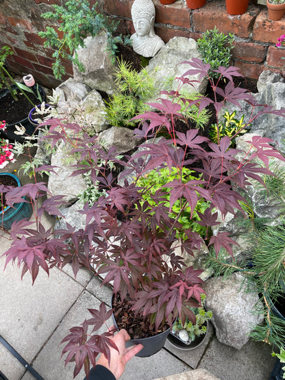Acer Palmatum Atropurpureum