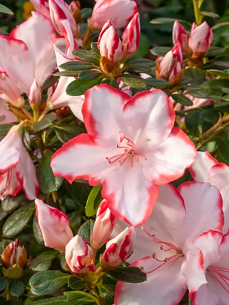 Azalea Sachsenstern