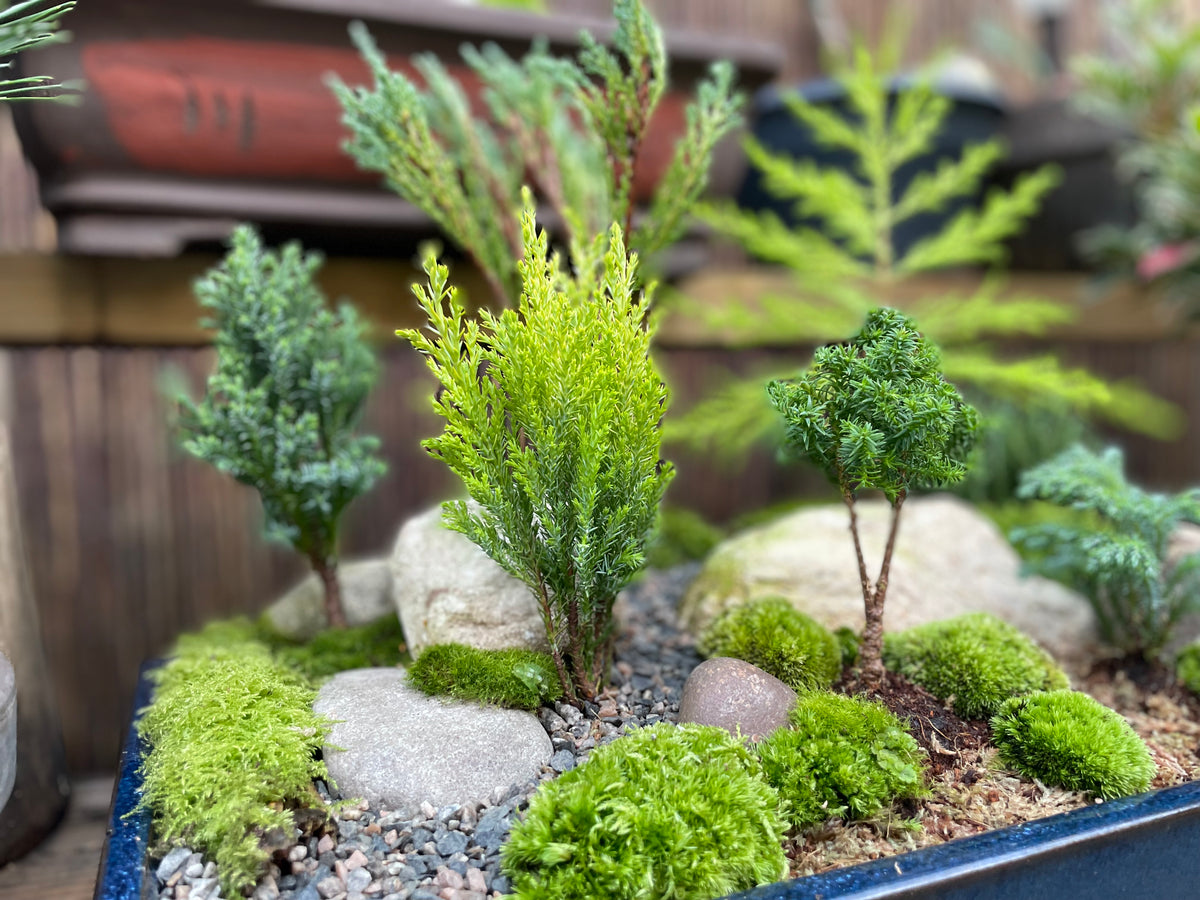 Bonsai Pot Forest