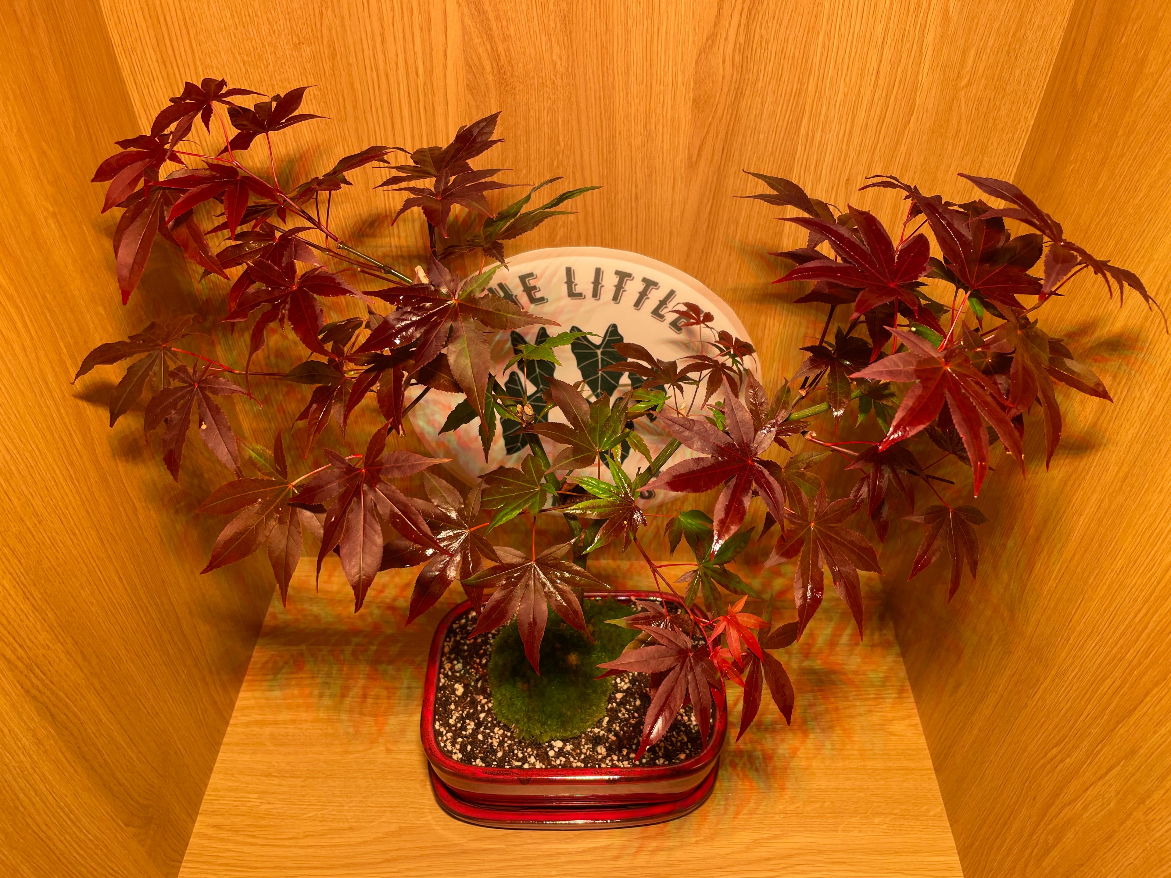Acer Atropurpureum Bonsai Tree