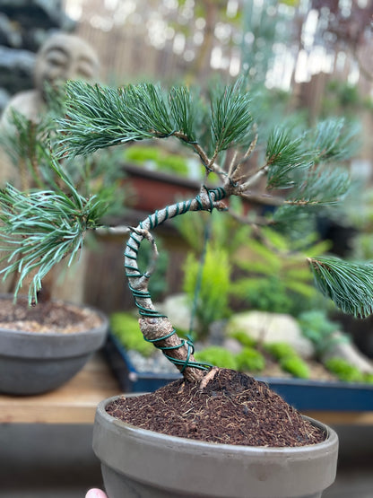 Japanese White Pine Tree