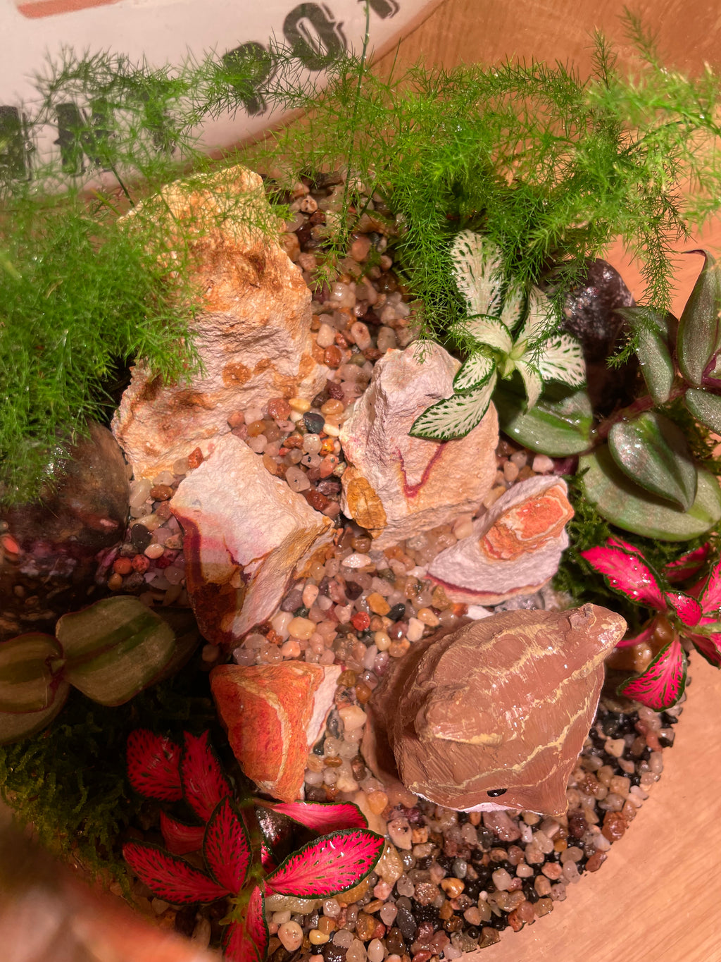 Mr Fox Terrarium