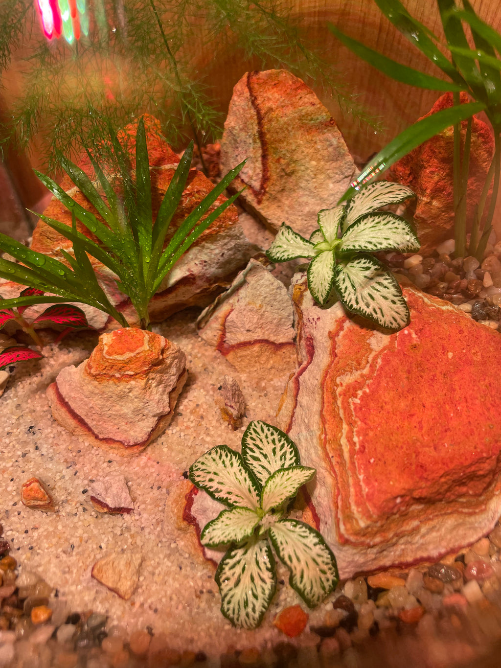 ***NEW*** Tropical Terrarium