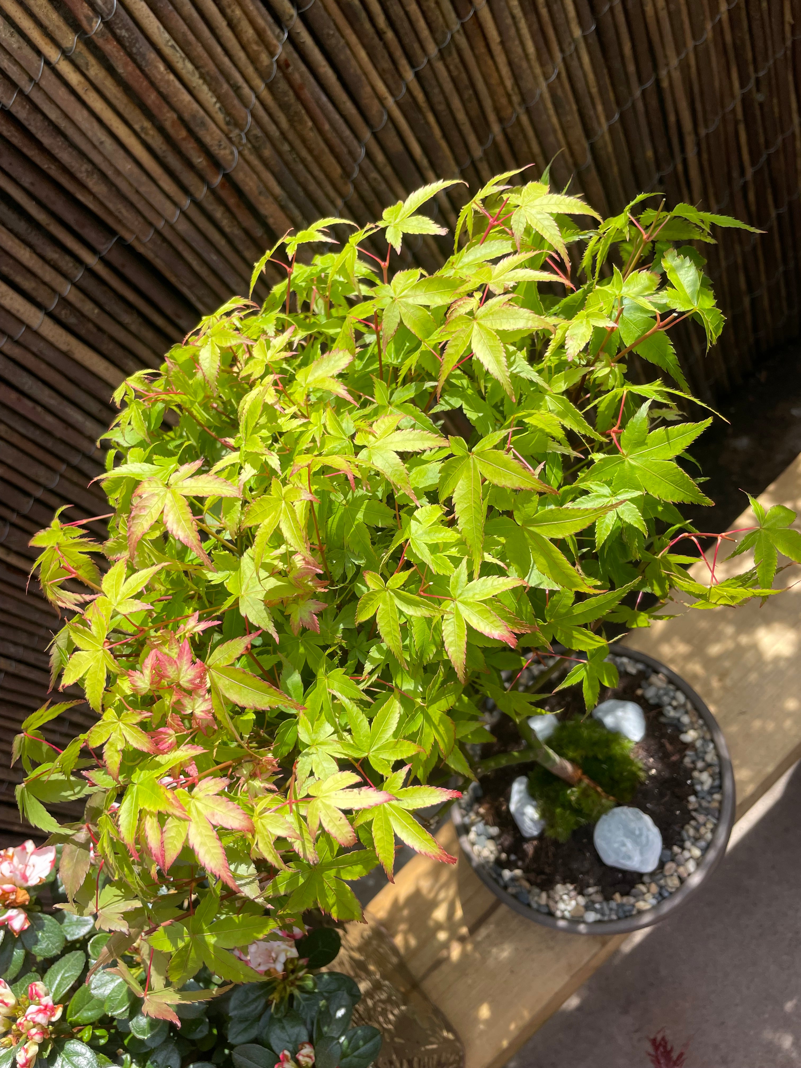 Acer Little Princess Tree