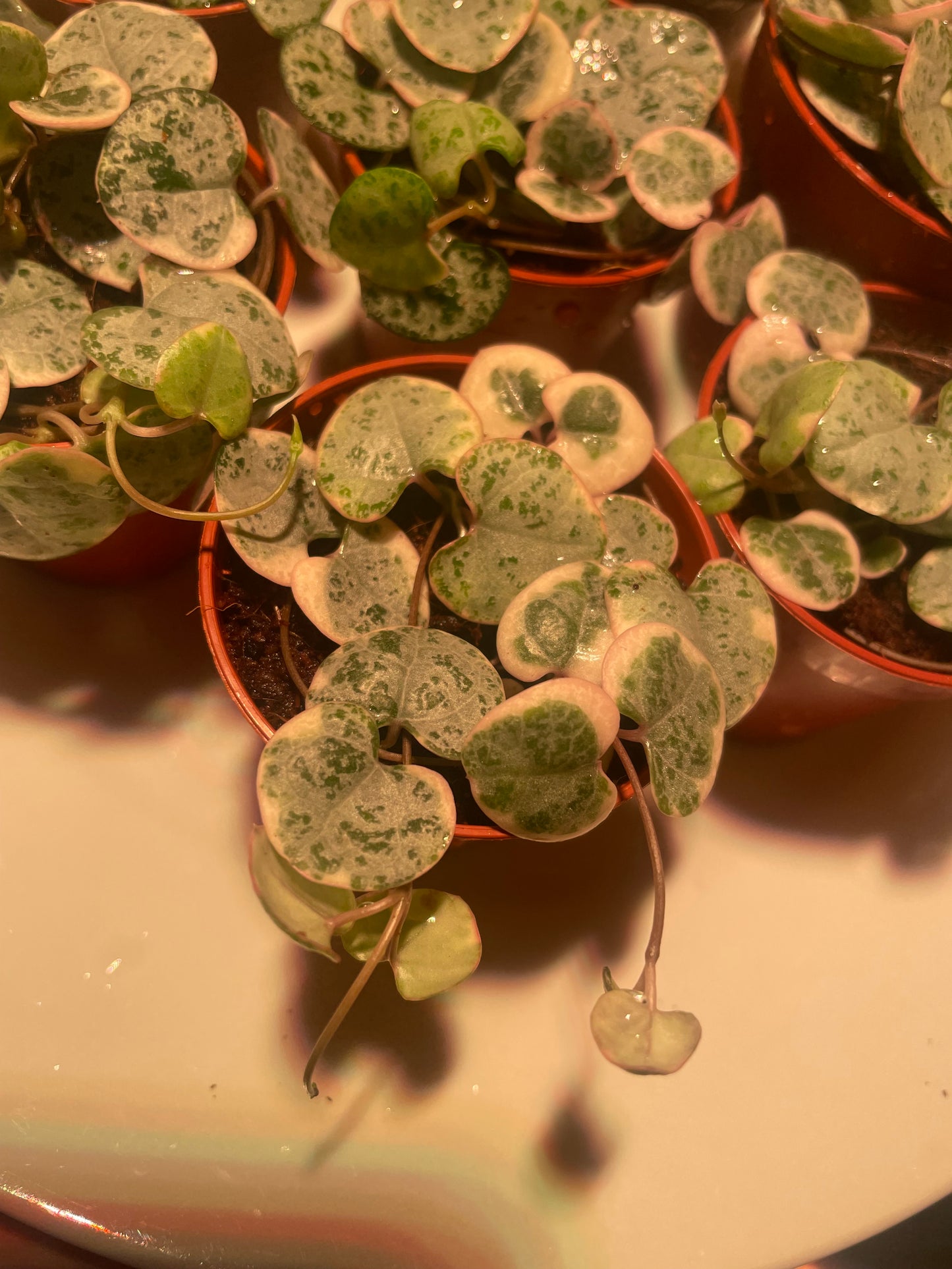 Baby Variegated Hearts