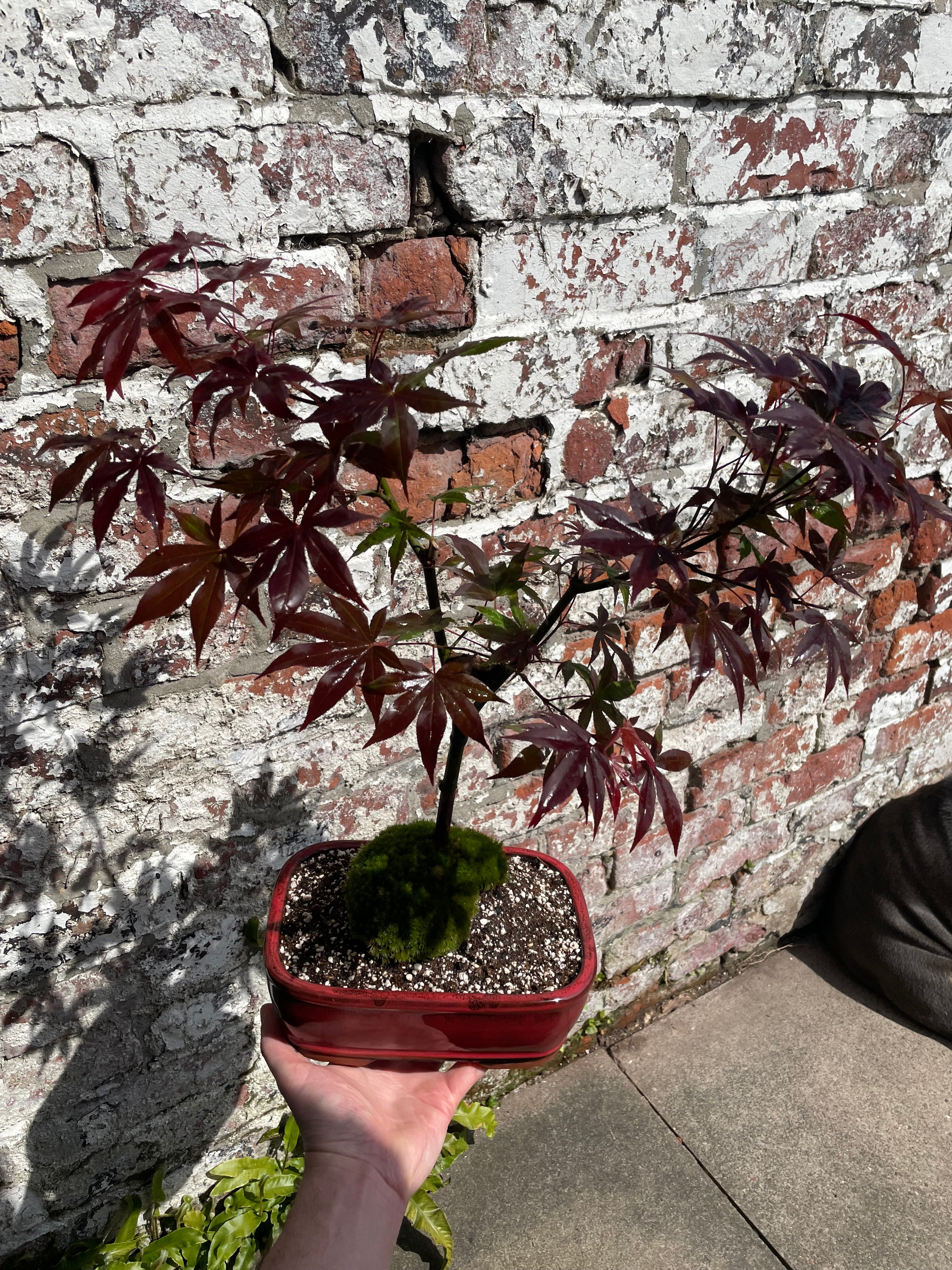Acer Atropurpureum Bonsai Tree