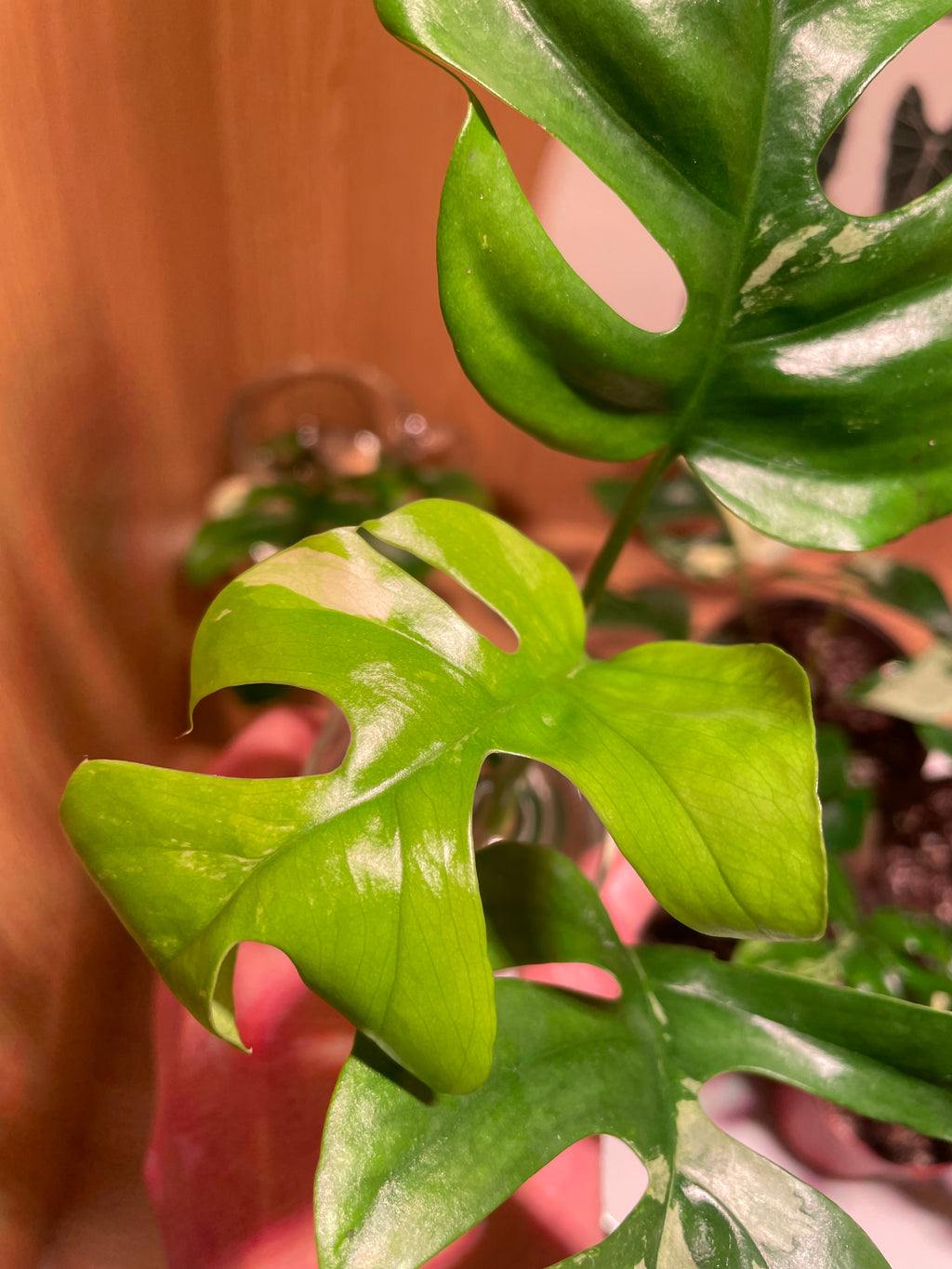 Rhaphidophora Tetrasperma Variegata (Low Variegation)