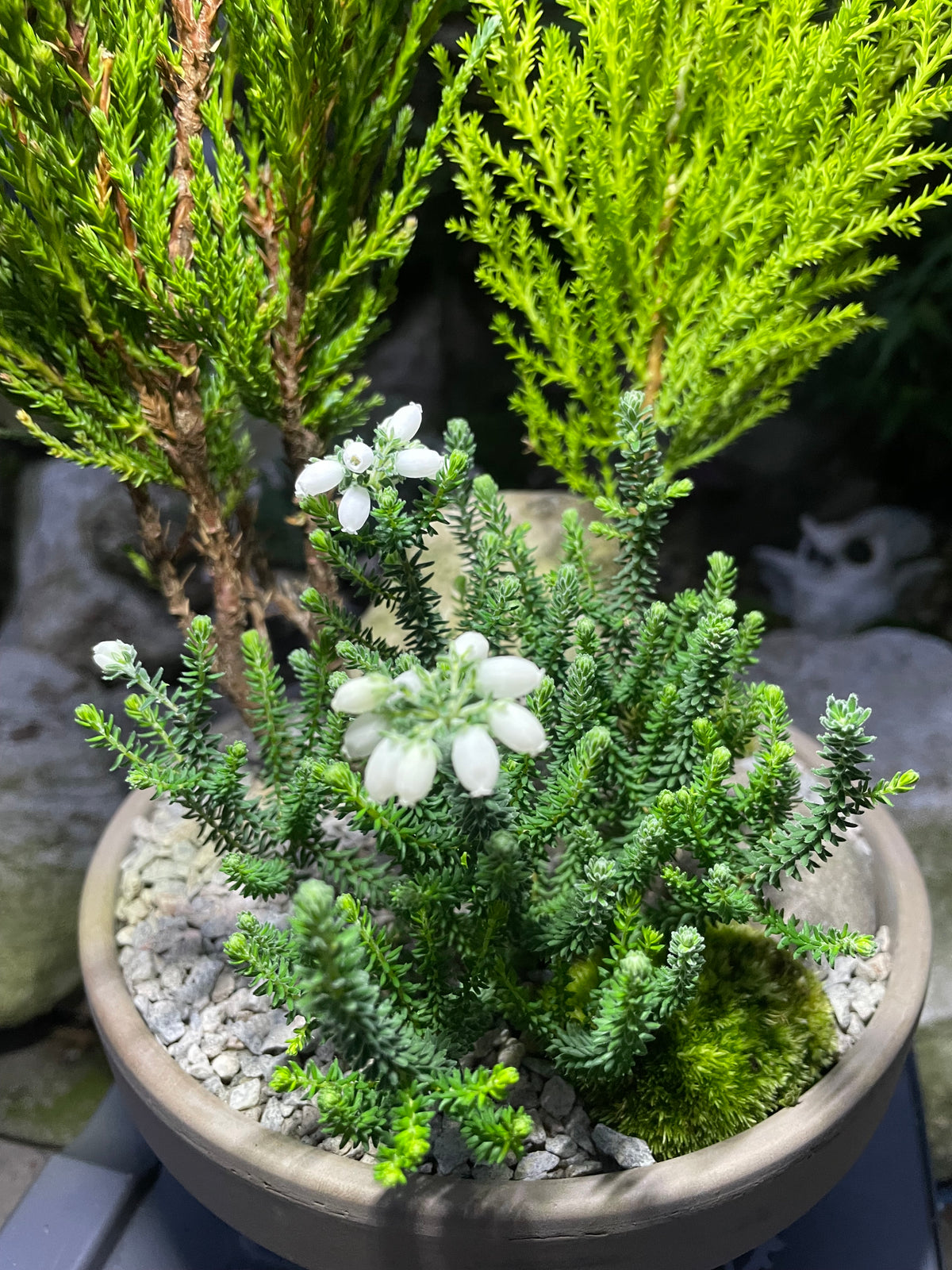 Mini Forest Bowl