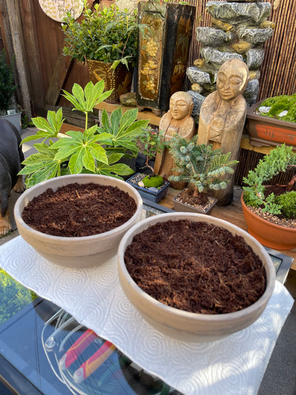 DIY Mini Forest Bowl Kit
