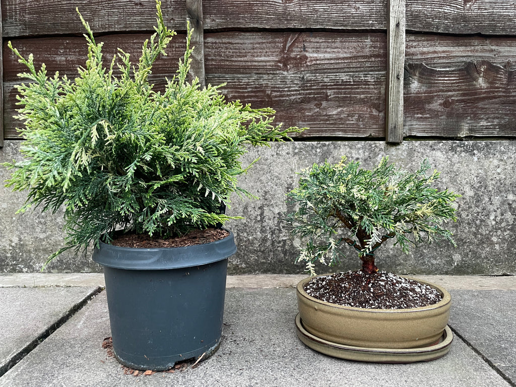 Chamaecyparis Lawsoniana ‘Pearly Swirls’