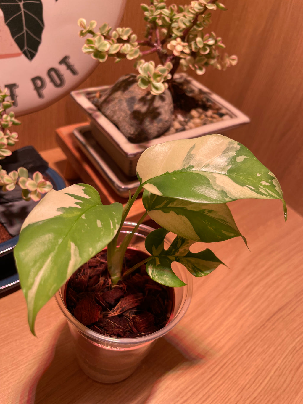 Rhaphidophora Tetrasperma Variegata