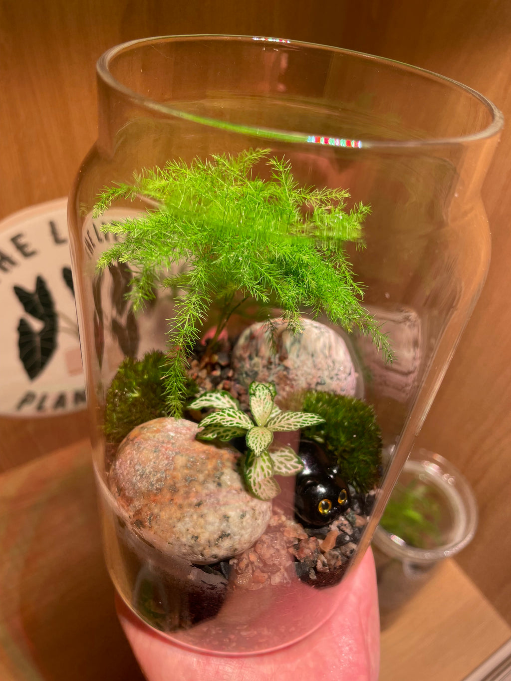 Little Cat Terrarium