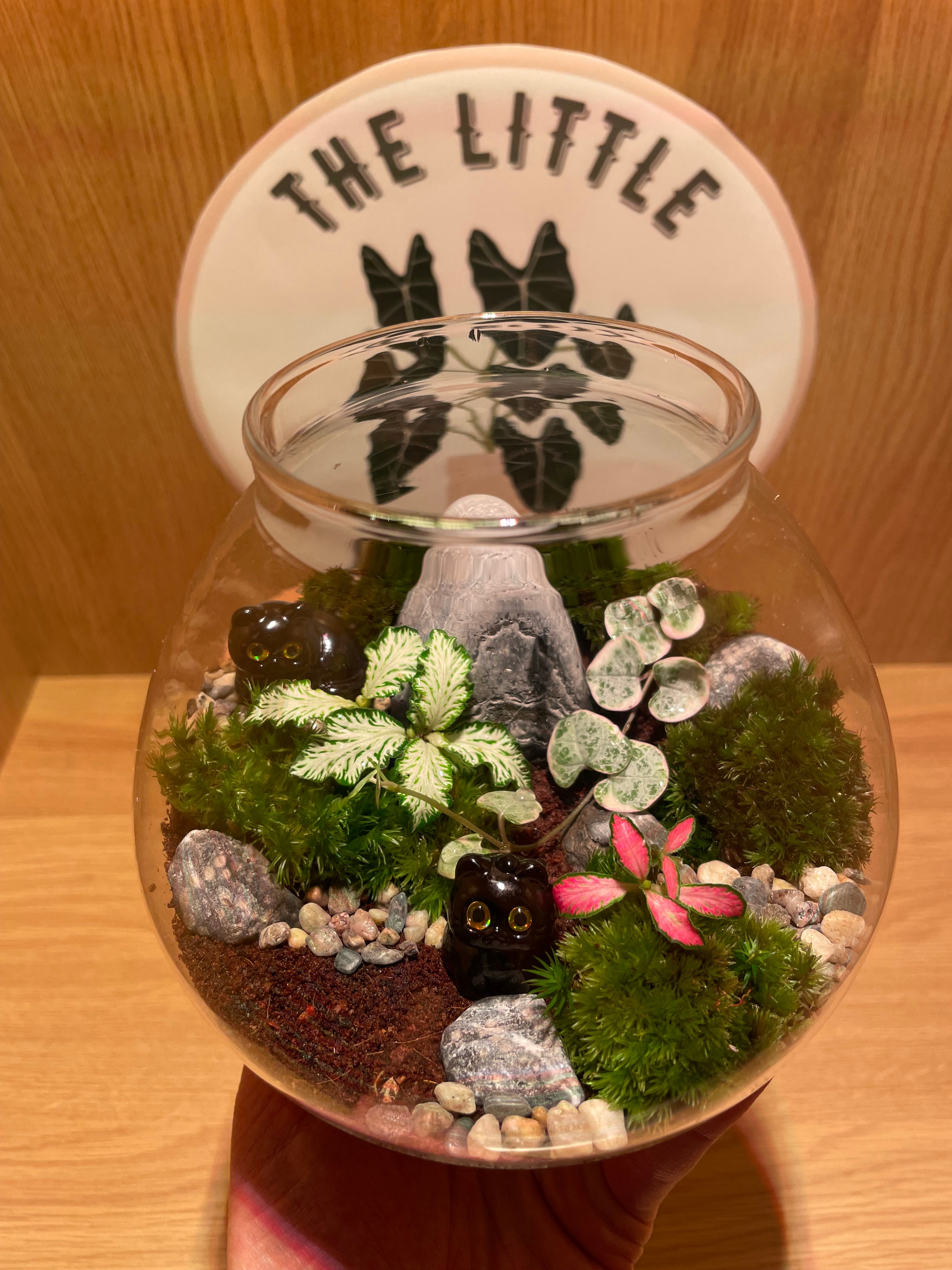 *NEW* Cats LED Terrarium