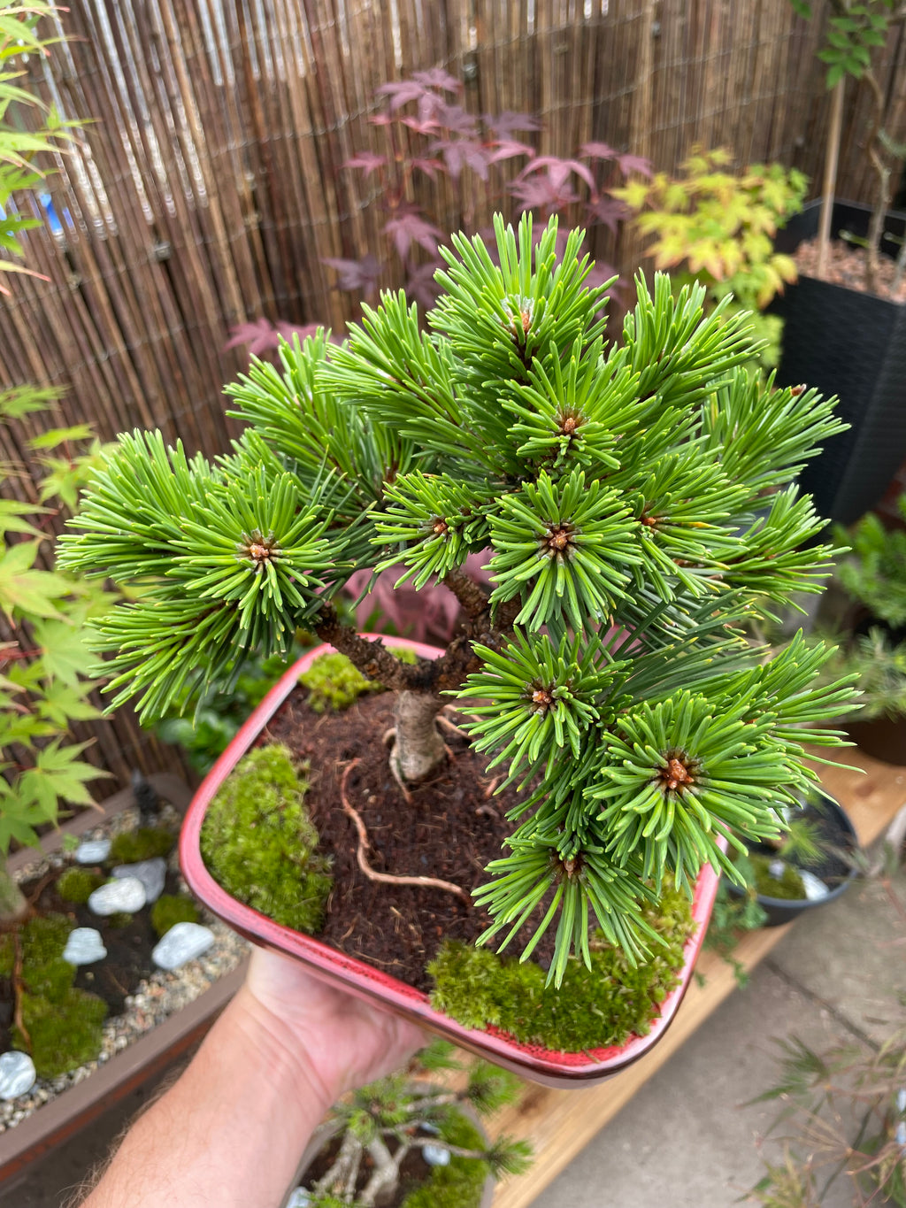Dwarf Mugo Pine Bonsai