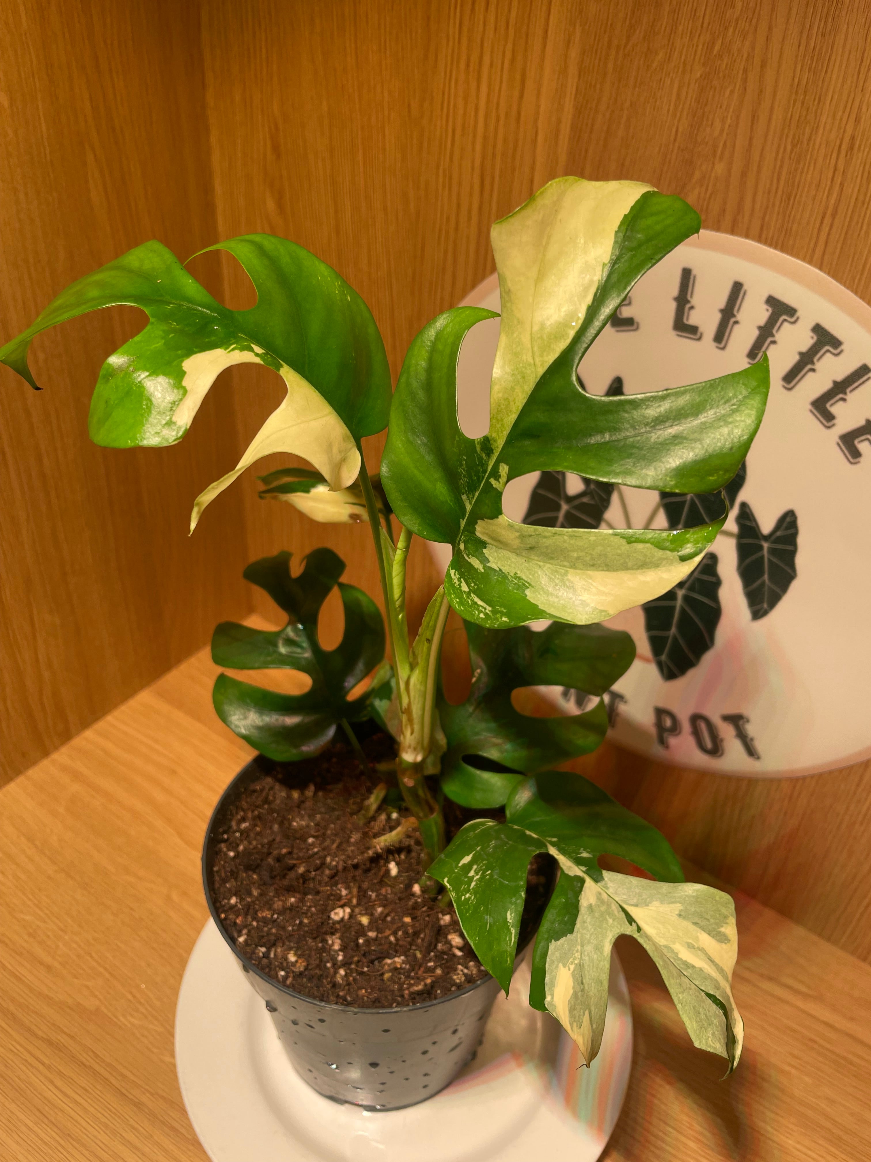 Rhaphidophora Tetrasperma Variegata (Highly Variegated)