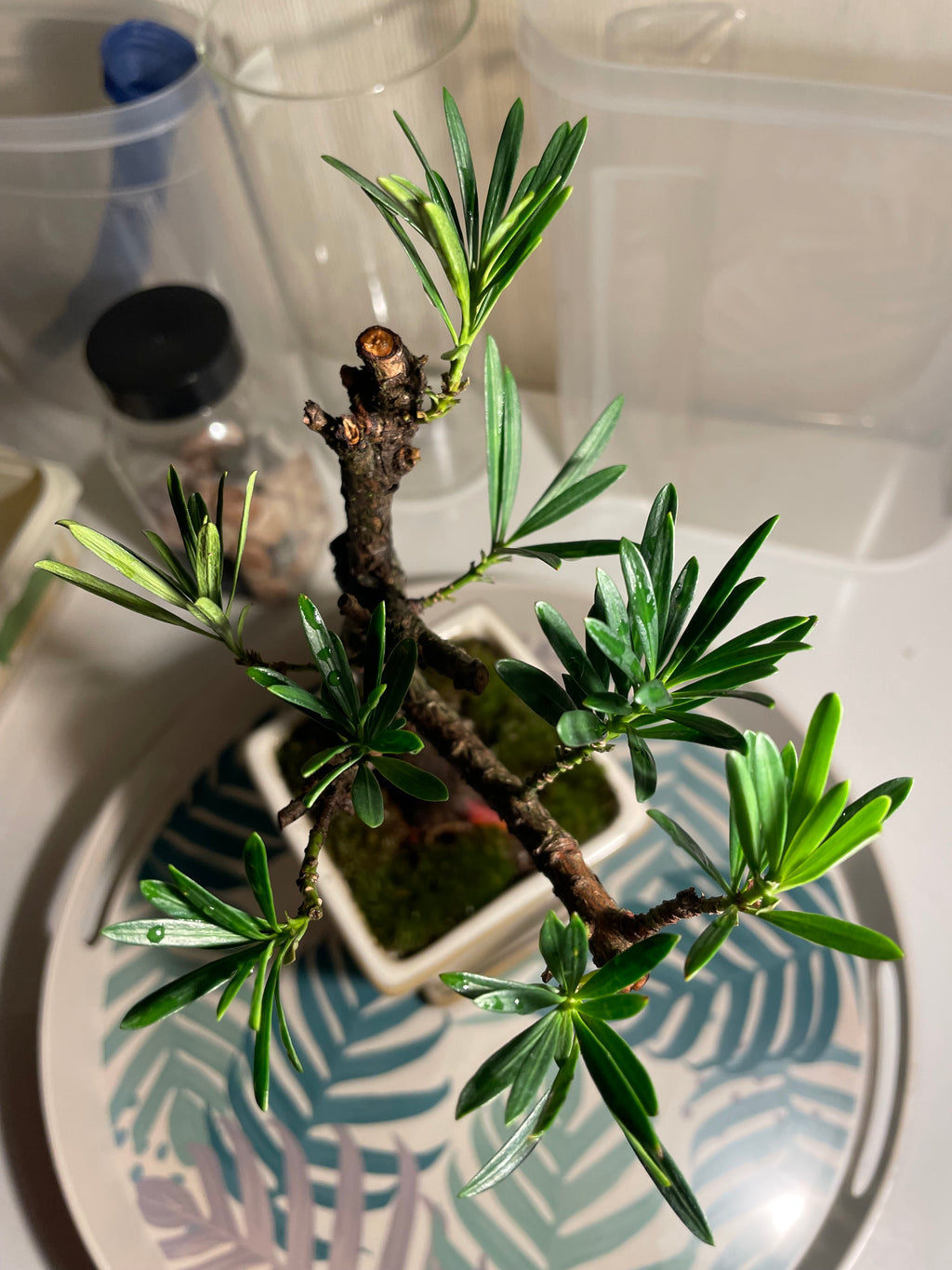 Podocarpus Chinensis Bonsai