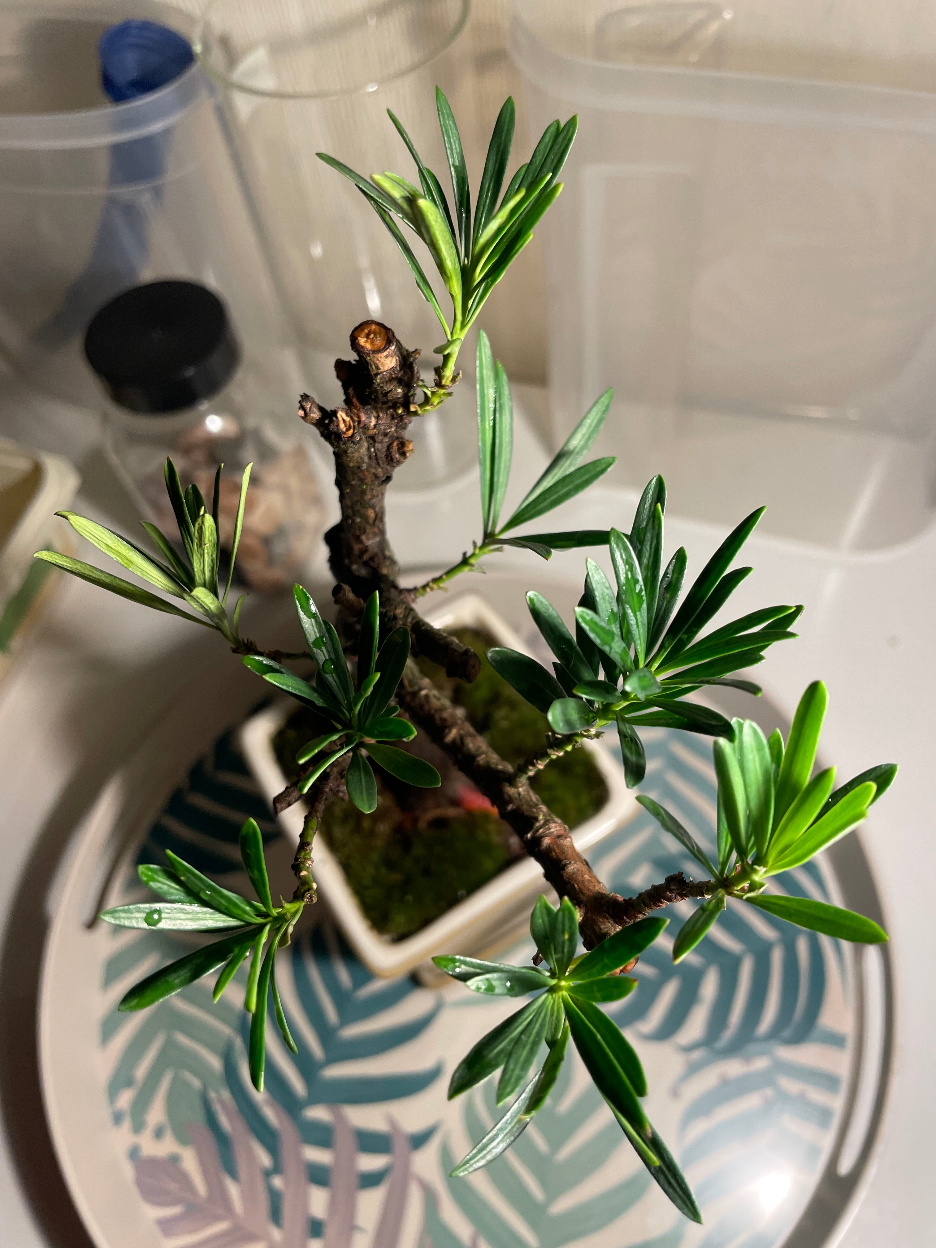 Podocarpus Chinensis Bonsai