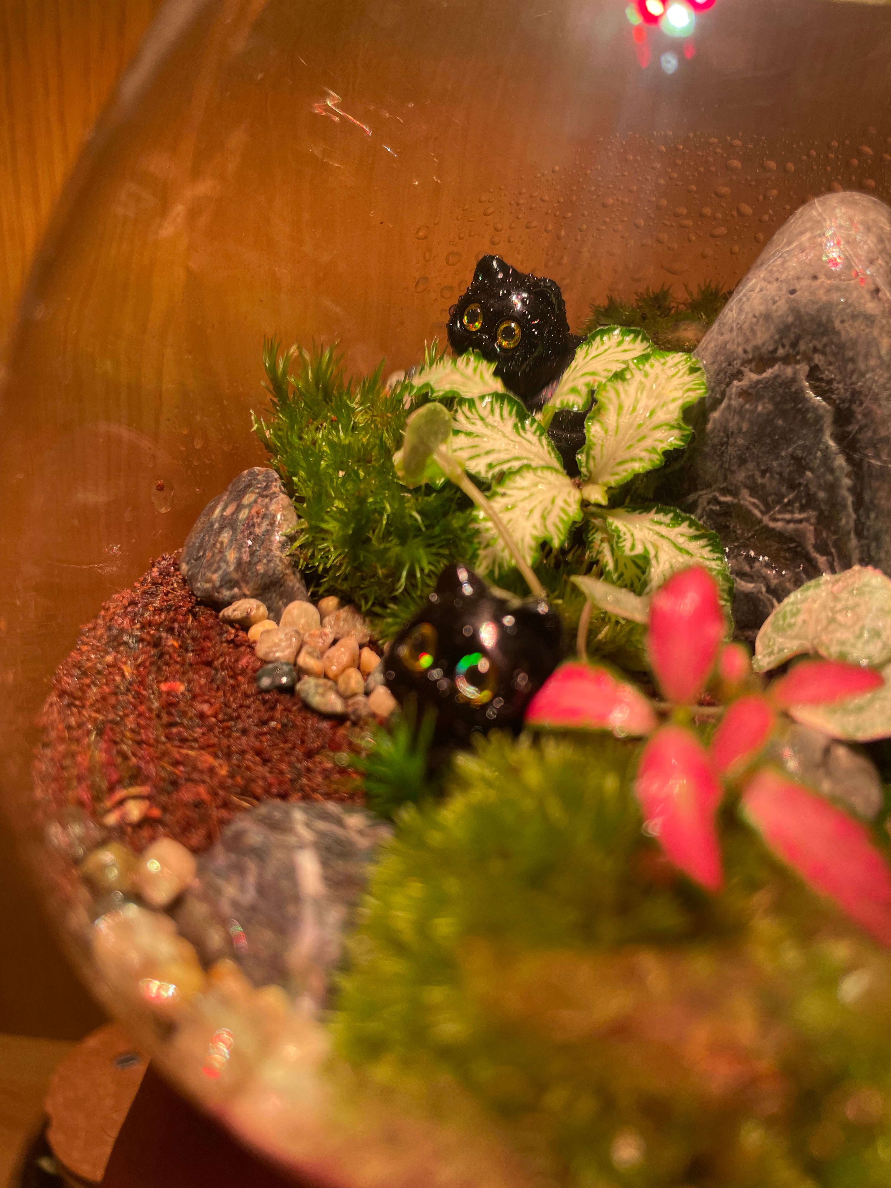 *NEW* Cats LED Terrarium