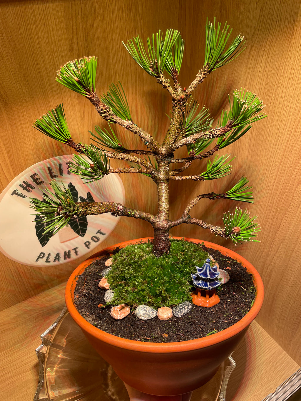 Bosnian Pine Bonsai