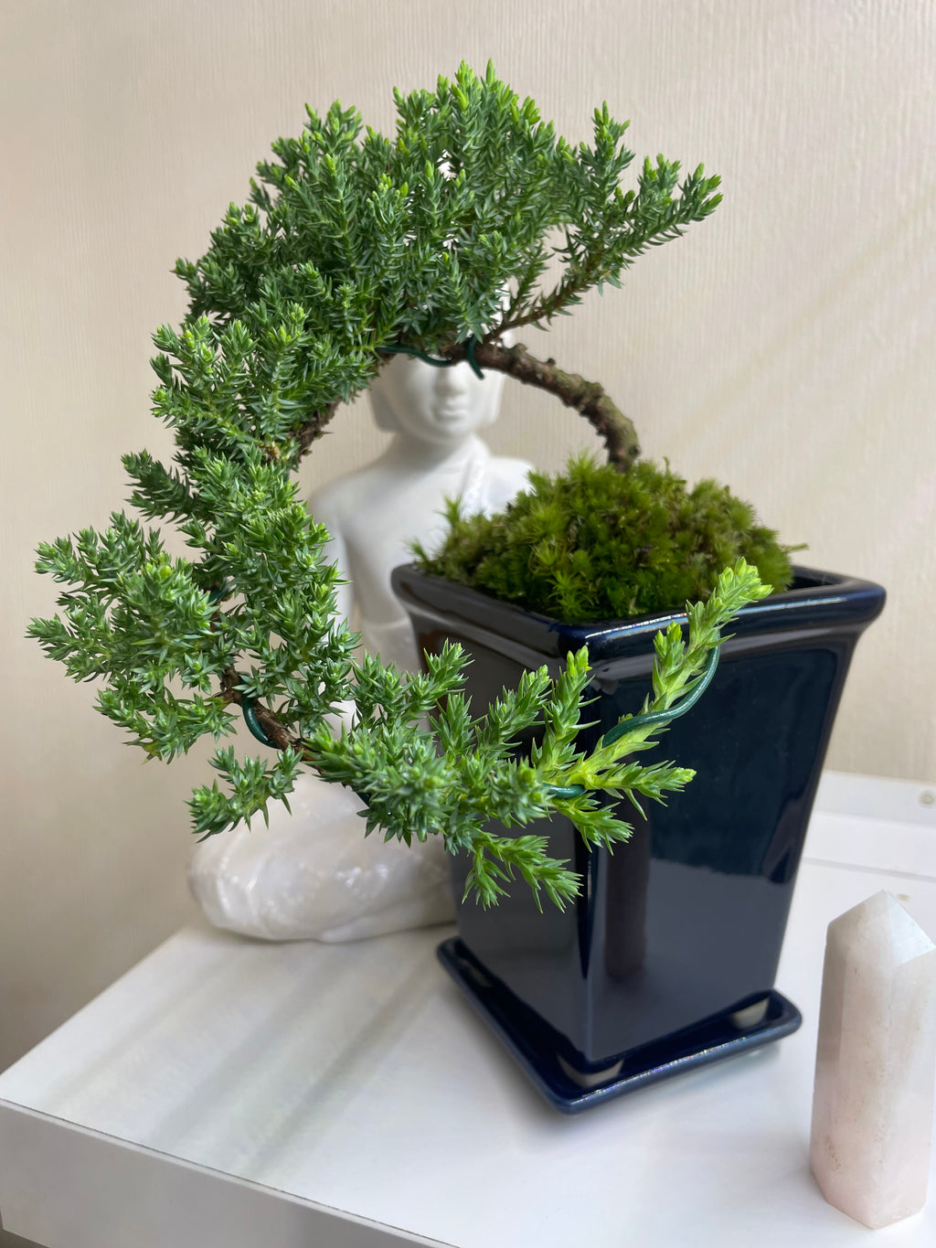 Juniperus Chinensis Cascade Bonsai