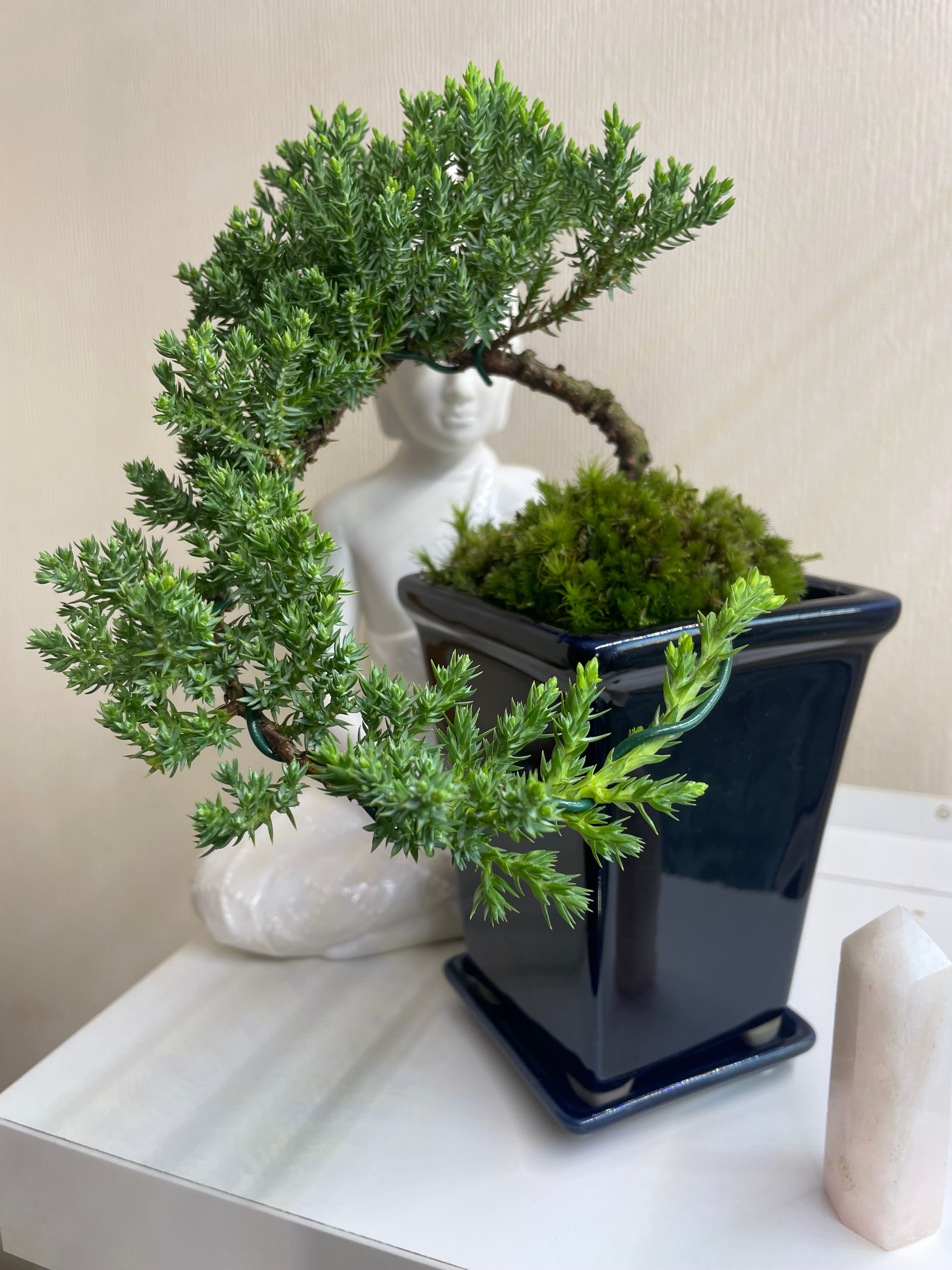 Juniperus Chinensis Cascade Bonsai