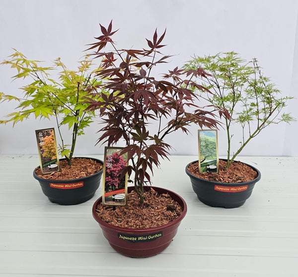 Acer Bowl