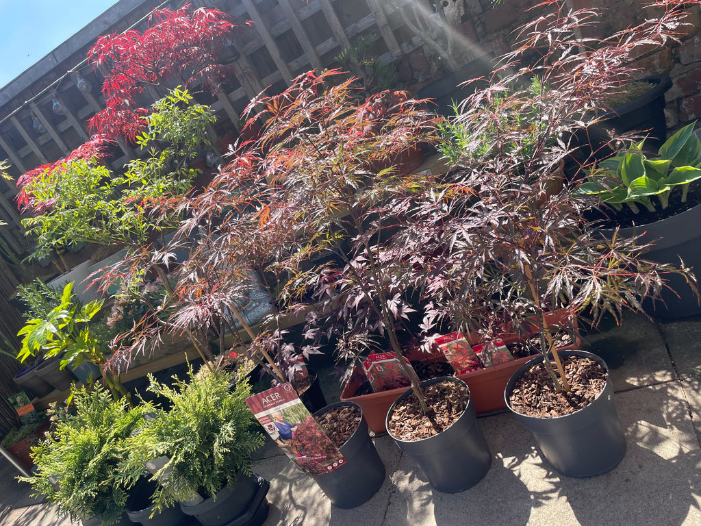 Acer Dissectum Red Garnet