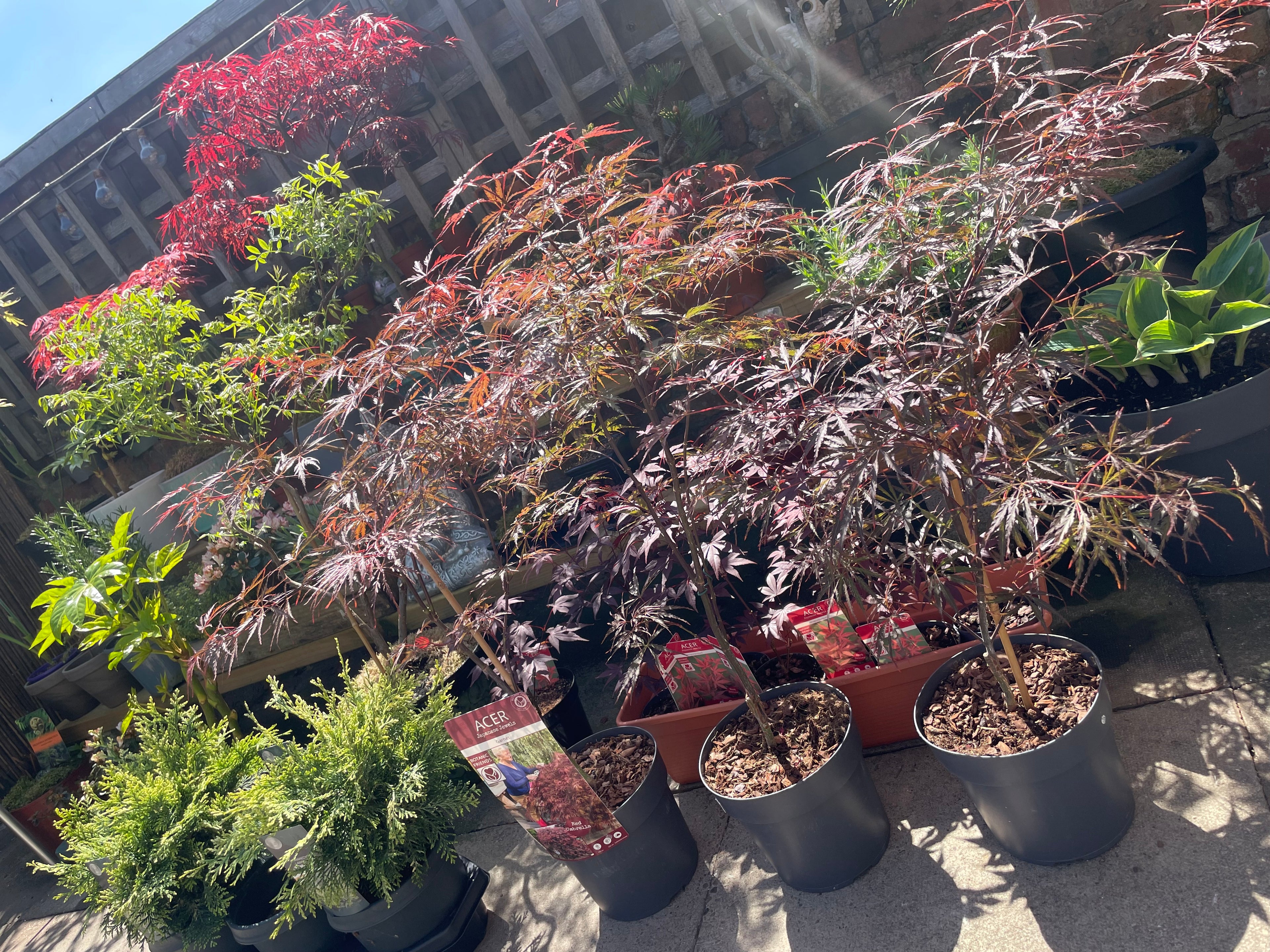 Acer Dissectum Red Garnet