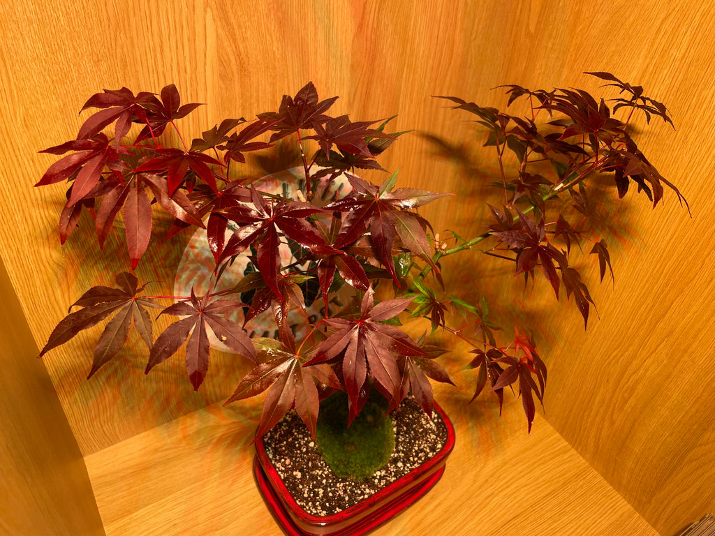Acer Atropurpureum Bonsai Tree