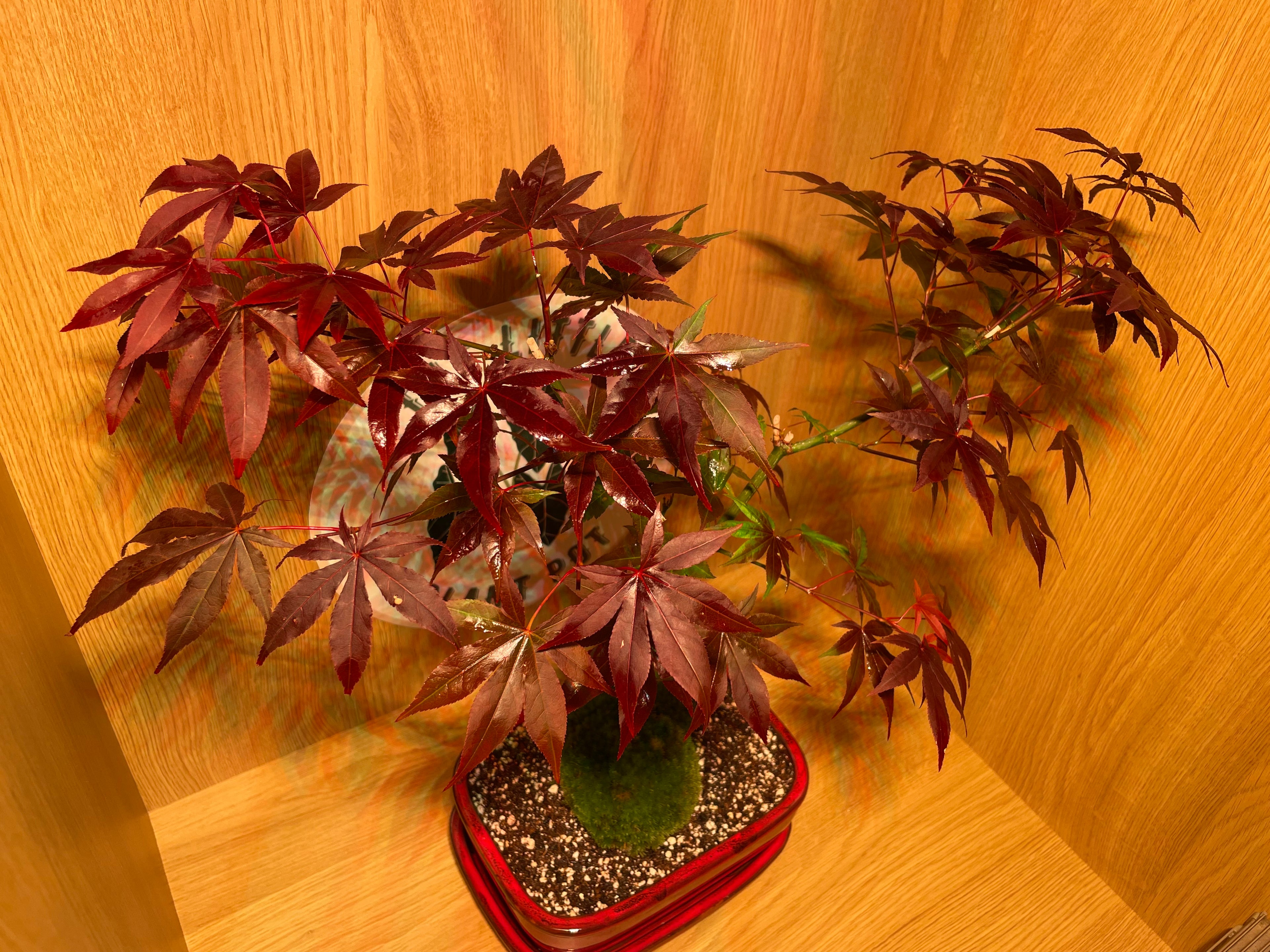 Acer Atropurpureum Bonsai Tree