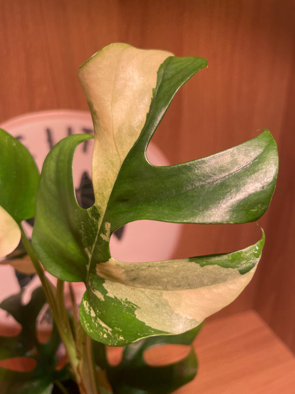 Rhaphidophora Tetrasperma Variegata (Highly Variegated)