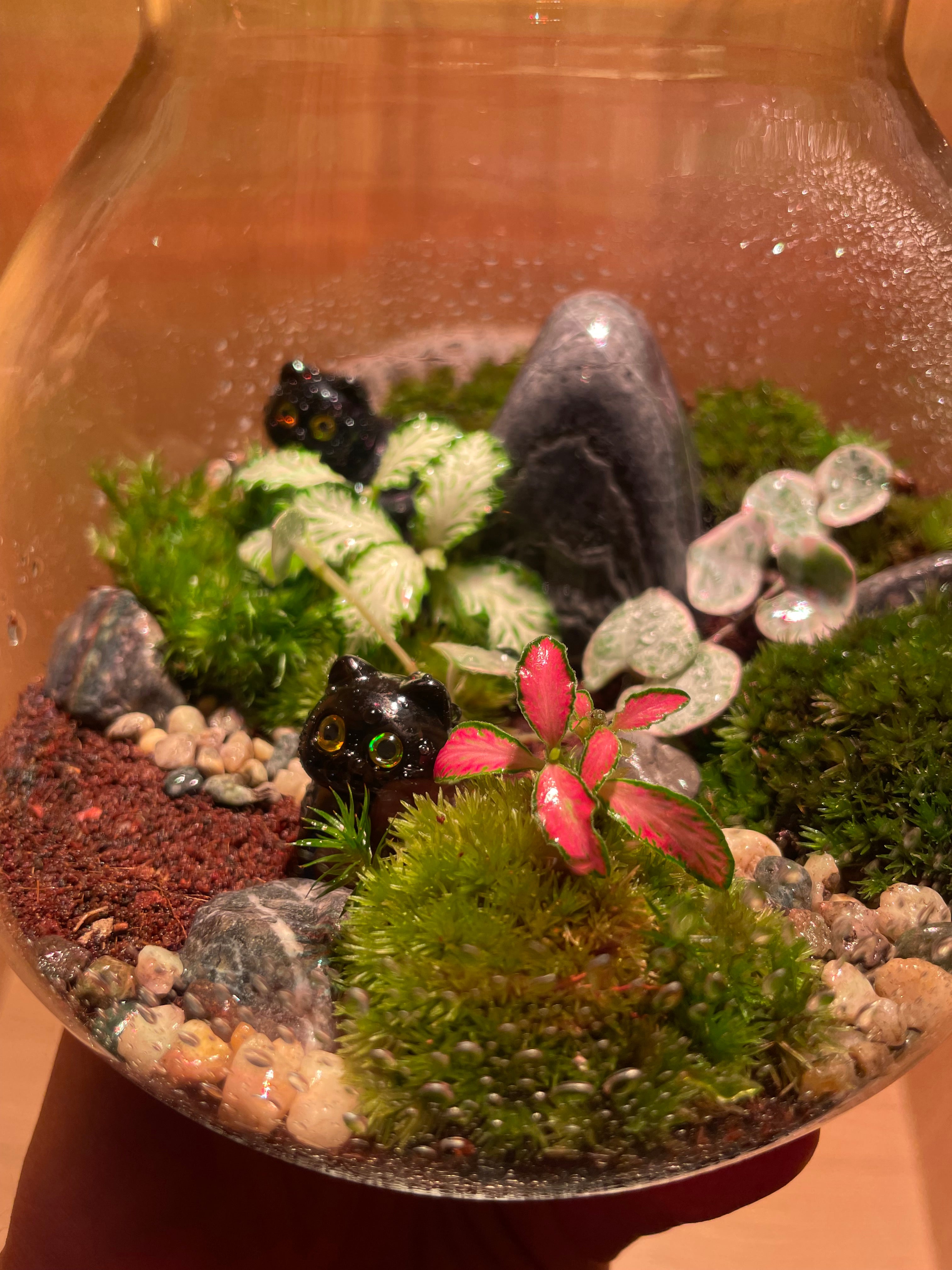 *NEW* Cats LED Terrarium