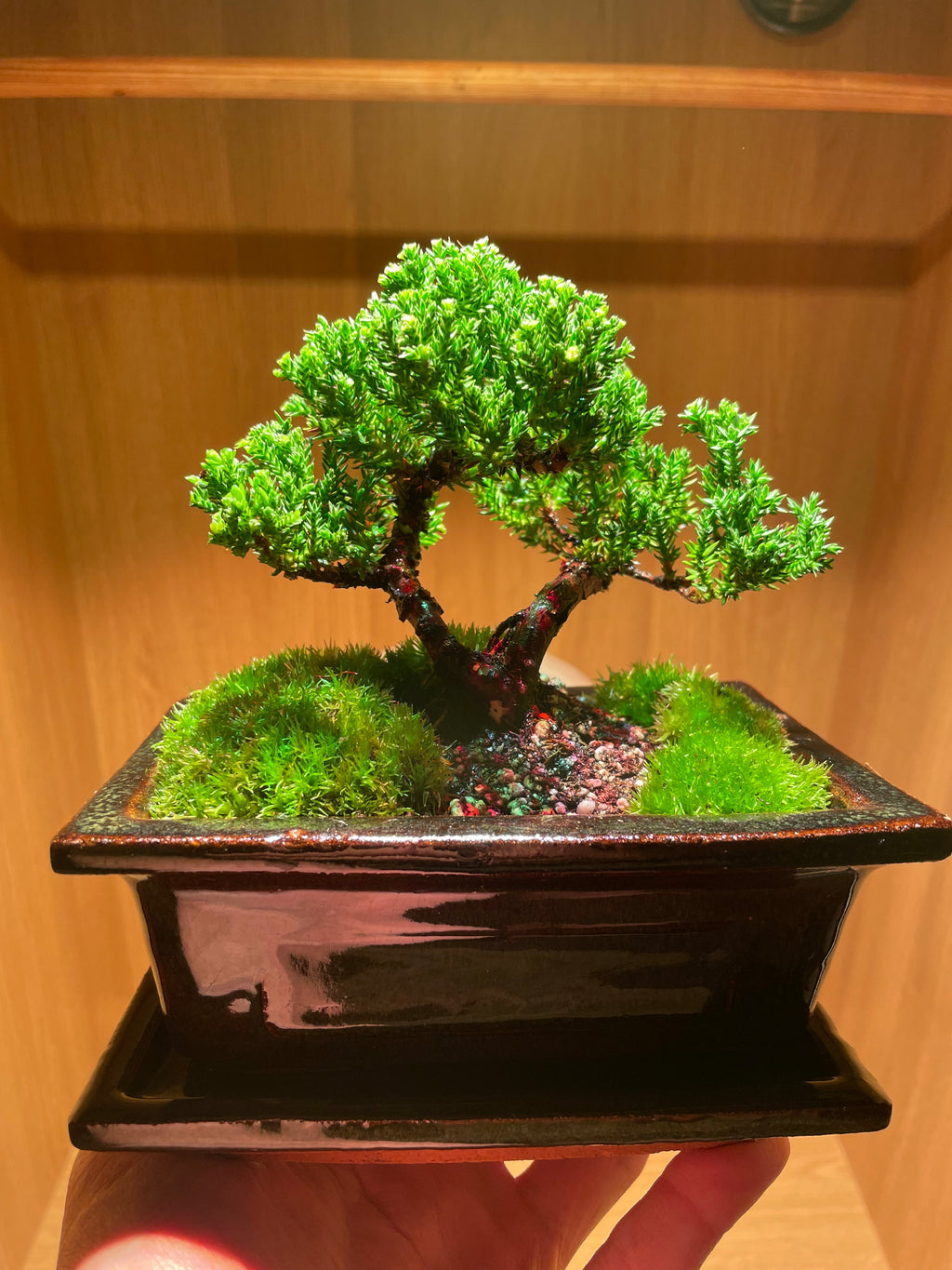 Chinese Juniper Bonsai