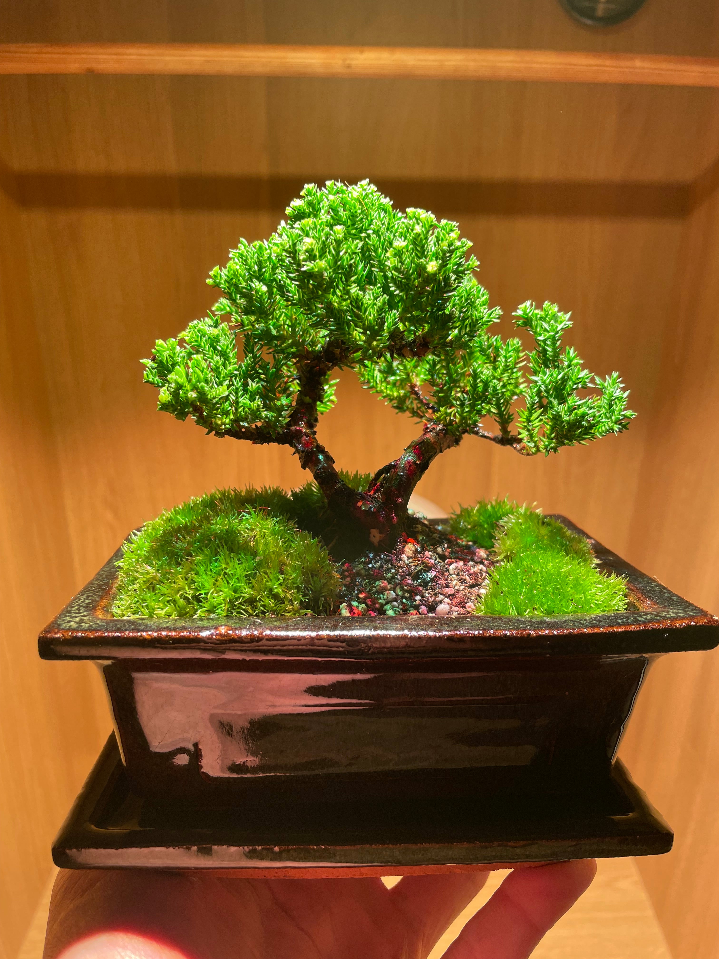 Chinese Juniper Bonsai