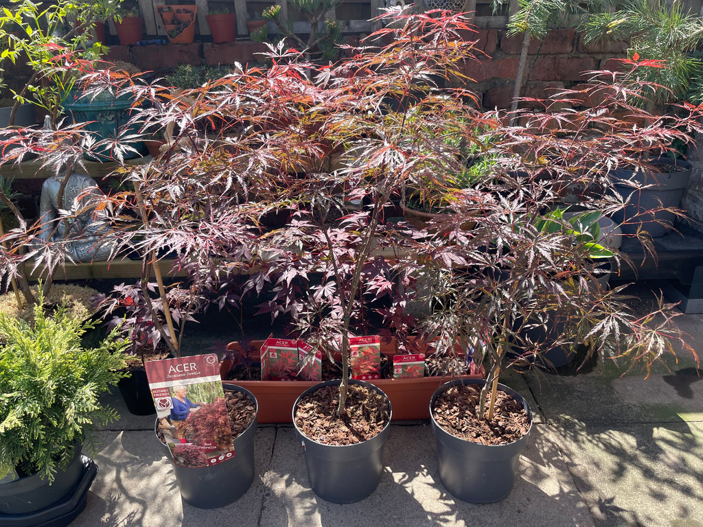 Acer Dissectum Red Garnet