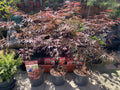 Acer Dissectum Red Garnet