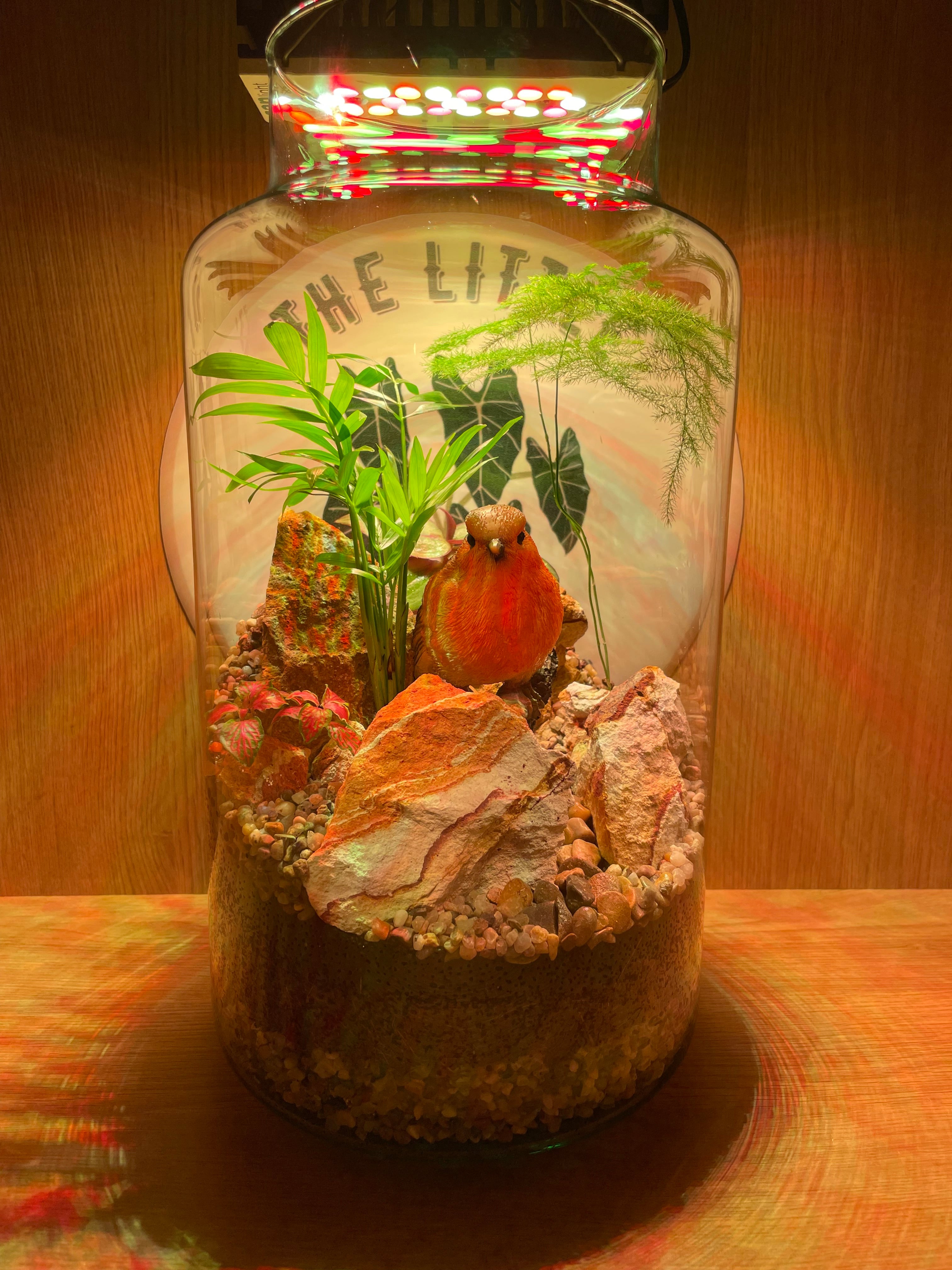 Rocky Robin Terrarium