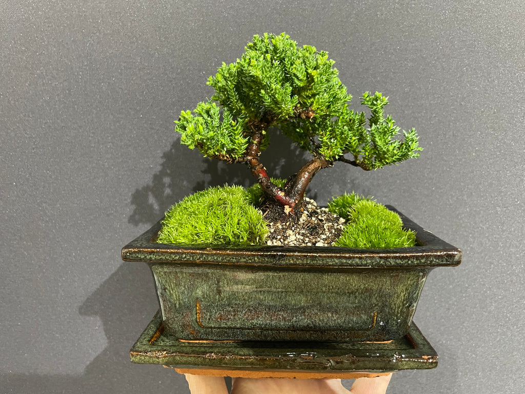 Chinese Juniper Bonsai