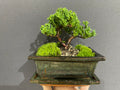 Chinese Juniper Bonsai