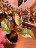 Rhaphidophora Tetrasperma Variegata