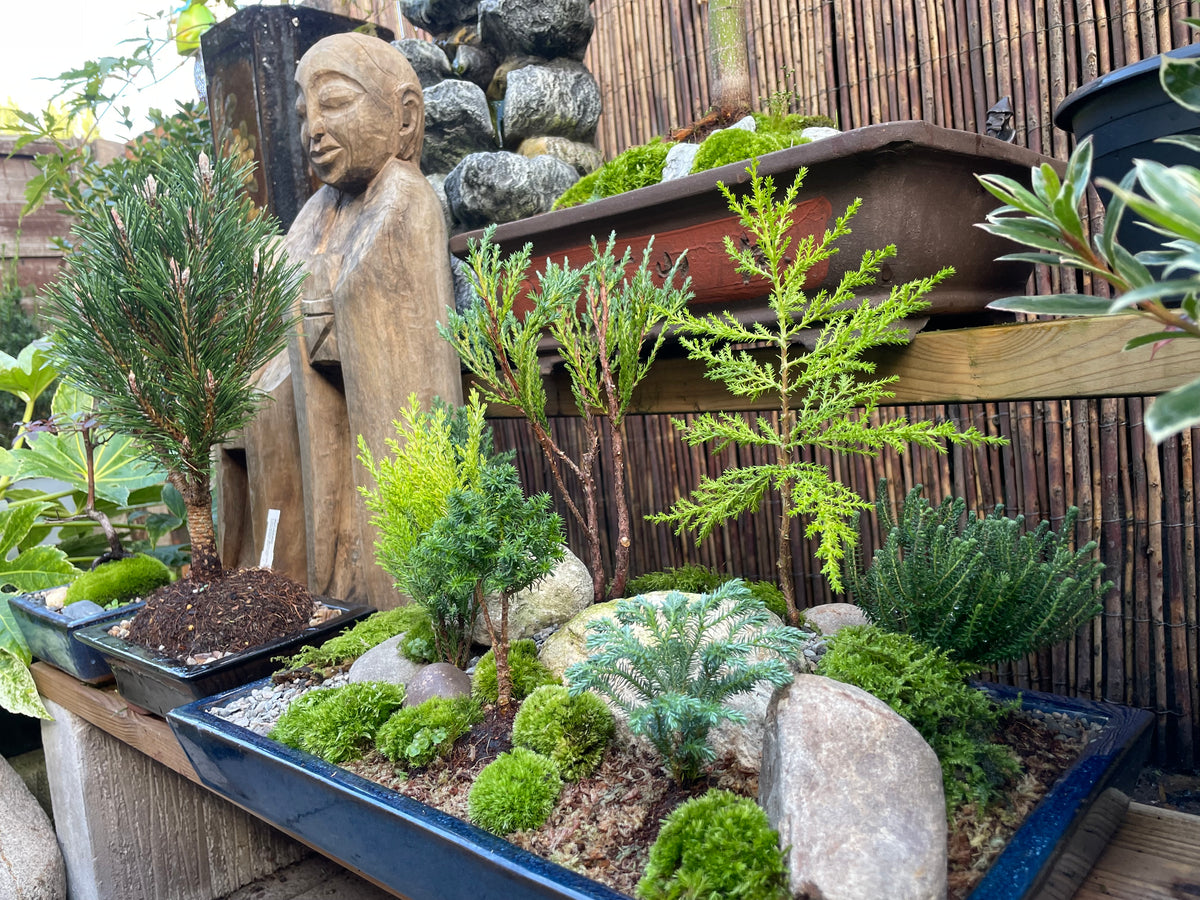 Bonsai Pot Forest