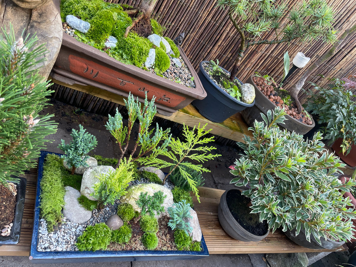 Bonsai Pot Forest