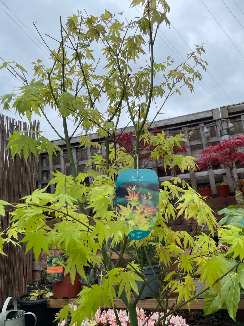 Acer Palmatum ‘Orange Dream’