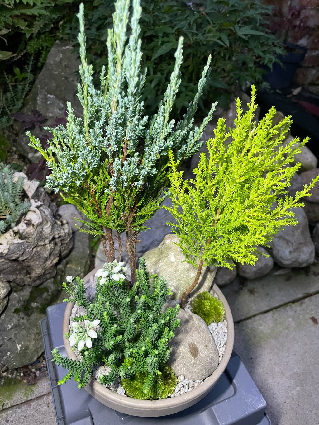 Mini Forest Bowl