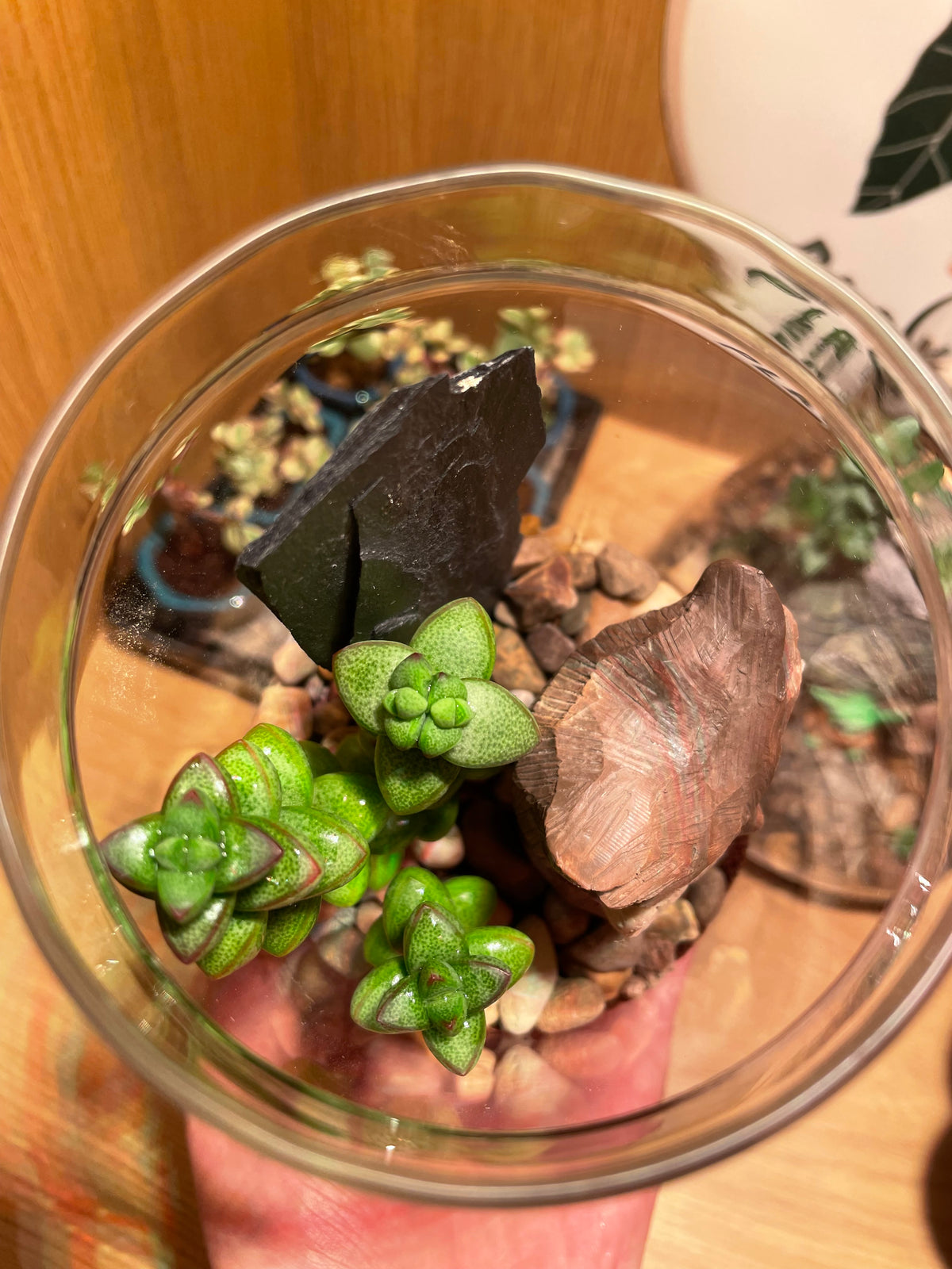 Little Owl Terrarium