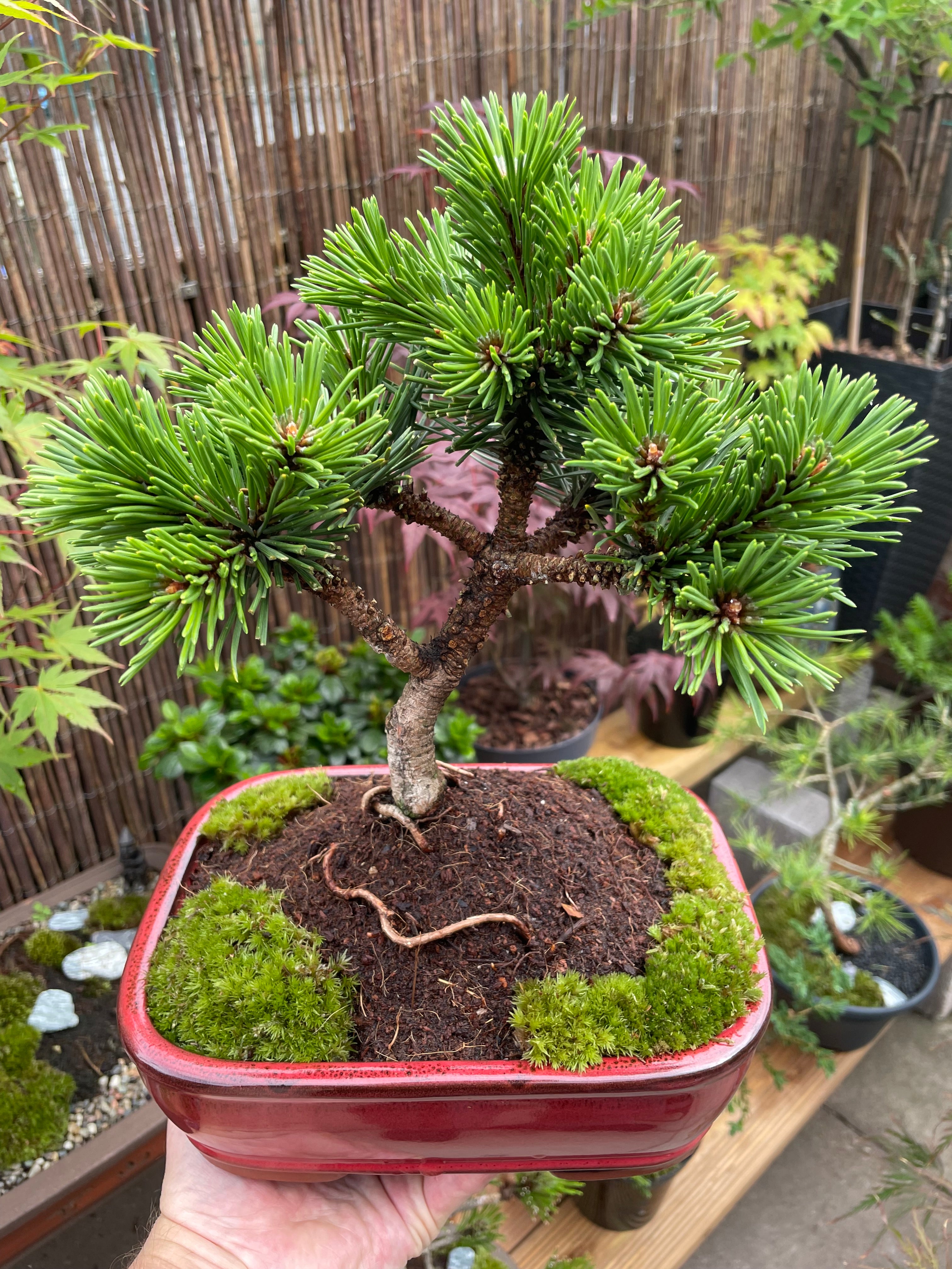 Dwarf Mugo Pine Bonsai