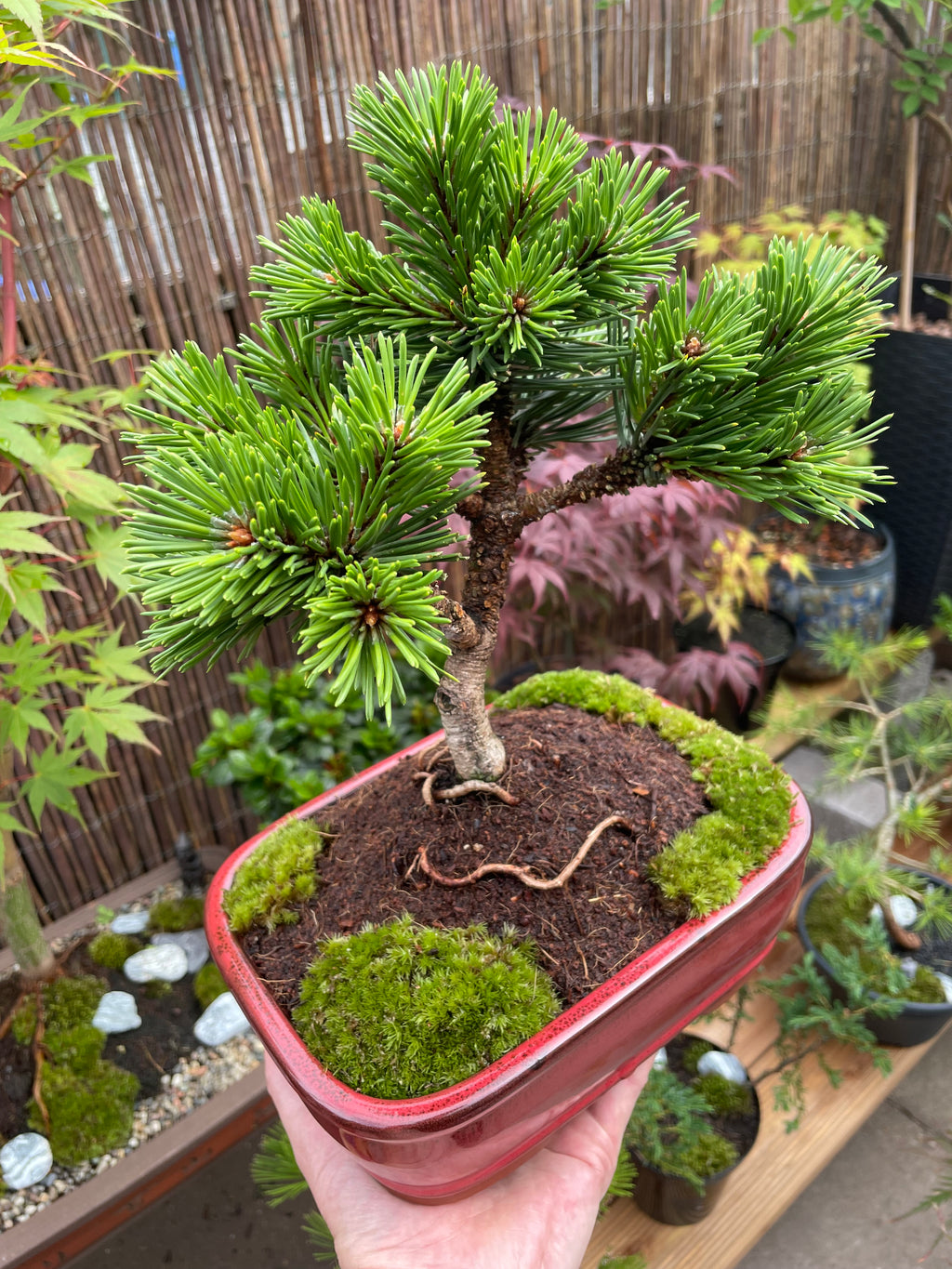 Dwarf Mugo Pine Bonsai